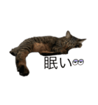 海鮮猫の日常2（個別スタンプ：9）