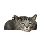 海鮮猫の日常2（個別スタンプ：10）