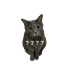 海鮮猫の日常2（個別スタンプ：11）