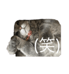 海鮮猫の日常2（個別スタンプ：12）