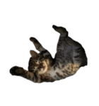 海鮮猫の日常2（個別スタンプ：13）