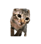 海鮮猫の日常2（個別スタンプ：14）