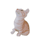 海鮮猫の日常2（個別スタンプ：15）