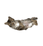 海鮮猫の日常2（個別スタンプ：16）