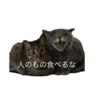 海鮮猫の日常2（個別スタンプ：20）