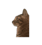 海鮮猫の日常2（個別スタンプ：22）