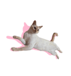 オス猫きなこの日常〜セレクション〜（個別スタンプ：4）