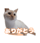 オス猫きなこの日常〜セレクション〜（個別スタンプ：5）