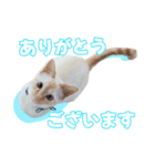 オス猫きなこの日常〜セレクション〜（個別スタンプ：6）