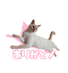 オス猫きなこの日常〜セレクション〜（個別スタンプ：8）