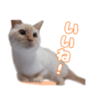 オス猫きなこの日常〜セレクション〜（個別スタンプ：9）