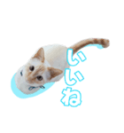 オス猫きなこの日常〜セレクション〜（個別スタンプ：10）