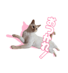 オス猫きなこの日常〜セレクション〜（個別スタンプ：20）