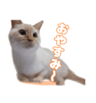 オス猫きなこの日常〜セレクション〜（個別スタンプ：21）