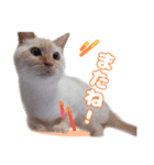 オス猫きなこの日常〜セレクション〜（個別スタンプ：25）