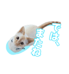 オス猫きなこの日常〜セレクション〜（個別スタンプ：26）