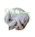 オス猫きなこの日常〜セレクション〜（個別スタンプ：27）