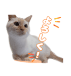 オス猫きなこの日常〜セレクション〜（個別スタンプ：29）