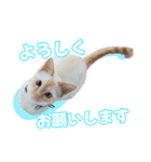 オス猫きなこの日常〜セレクション〜（個別スタンプ：30）