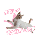 オス猫きなこの日常〜セレクション〜（個別スタンプ：32）
