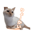 オス猫きなこの日常〜セレクション〜（個別スタンプ：33）