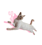 オス猫きなこの日常〜セレクション〜（個別スタンプ：36）