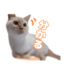 オス猫きなこの日常〜セレクション〜（個別スタンプ：37）