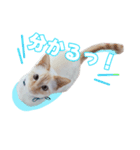 オス猫きなこの日常〜セレクション〜（個別スタンプ：38）