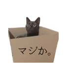 黒猫のゆっけ（個別スタンプ：13）