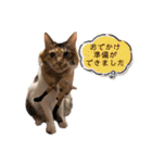 三毛猫ラムちゃんと黒猫ジンくん（個別スタンプ：13）