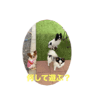 パピヨンすももとポメレイの日常会話 7（個別スタンプ：3）