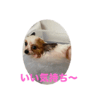 パピヨンすももとポメレイの日常会話 7（個別スタンプ：4）