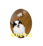 パピヨンすももとポメレイの日常会話 7（個別スタンプ：5）