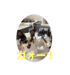 パピヨンすももとポメレイの日常会話 7（個別スタンプ：7）