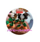 パピヨンすももとポメレイの日常会話 7（個別スタンプ：11）