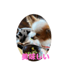 パピヨンすももとポメレイの日常会話 7（個別スタンプ：12）