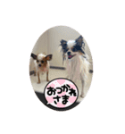 パピヨンすももとポメレイの日常会話 7（個別スタンプ：14）