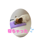 パピヨンすももとポメレイの日常会話 7（個別スタンプ：15）