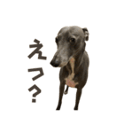 kuma_20240714190736（個別スタンプ：1）