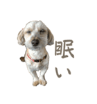 kuma_20240714190736（個別スタンプ：3）