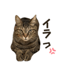 kuma_20240714190736（個別スタンプ：6）