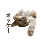 kuma_20240714190736（個別スタンプ：12）