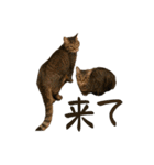 kuma_20240714190736（個別スタンプ：14）