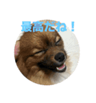 我が家の3犬（個別スタンプ：1）