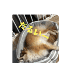 我が家の3犬（個別スタンプ：2）