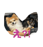 我が家の3犬（個別スタンプ：3）