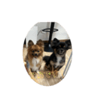我が家の3犬（個別スタンプ：4）
