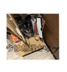 我が家の3犬（個別スタンプ：5）