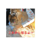 我が家の3犬（個別スタンプ：7）