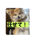 我が家の3犬（個別スタンプ：8）